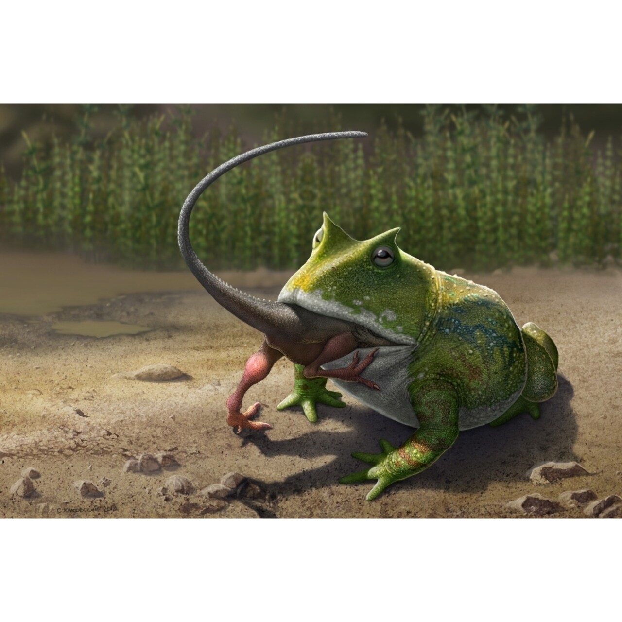 A Large Beelzebufo Frog Eating A Small Masiakasaurus Poster Print